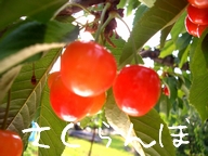 さくらんぼ